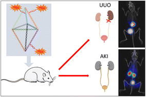 Graphical abstract: PET image-guided kidney injury theranostics enabled by a bipyramidal DNA framework