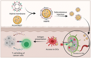 Graphical abstract: Immunoactivity of a hybrid membrane biosurface on nanoparticles: enhancing interactions with dendritic cells to augment anti-tumor immune responses