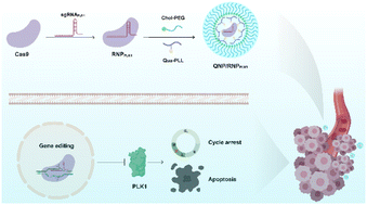 Graphical abstract: A quaternary ammonium-based nanosystem enables delivery of CRISPR/Cas9 for cancer therapy