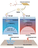 Graphical abstract: Fibromodulin facilitates the osteogenic effect of Masquelet's induced membrane by inhibiting the TGF-β/SMAD signaling pathway