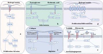 Graphical abstract: Applications of hydrogels in tissue-engineered repairing of temporomandibular joint diseases