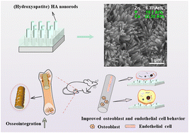 Graphical abstract: Reduced corrosion of Zn alloy by HA nanorods for enhancing early bone regeneration