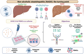 Graphical abstract: Antifibrotic activity of carbon quantum dots in a human in vitro model of non-alcoholic steatohepatitis using hepatic stellate cells