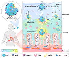 Graphical abstract: Urease catalyzed high-density sodium alginate microspheres enable high oral bioavailability of macromolecular drugs