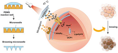 Graphical abstract: A microneedle patch realizes weight loss through photothermal induction of fat browning