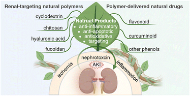 Graphical abstract: Natural products applied in acute kidney injury treatment: polymer matters