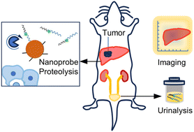 Graphical abstract: Renal-clearable nanoprobes for optical imaging and early diagnosis of diseases