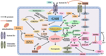 Graphical abstract: Recent progress in biomaterials-driven ferroptosis for cancer therapy