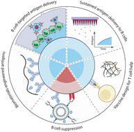 Graphical abstract: Biomaterial engineering strategies for B cell immunity modulations