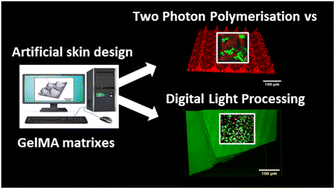 Graphical abstract: Gelatine–collagen photo-crosslinkable 3D matrixes for skin regeneration