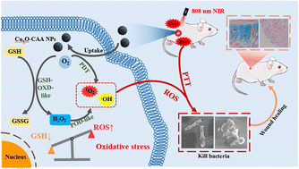 Graphical abstract: Biocompatible N-carbazoleacetic acid decorated CuxO nanoparticles as self-cascading platforms for synergistic single near-infrared triggered phototherapy treating microbial infections