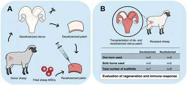 Graphical abstract: Transplantation of a bioengineered tissue patch promotes uterine repair in the sheep