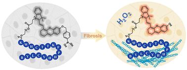 Graphical abstract: Dynamic monitoring of the fibrosis disease by a collagen targeting near infrared probe