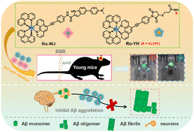Graphical abstract: Development of Ru-polypyridyl complexes for real-time monitoring of Aβ oligomers and inhibition of Aβ fibril formation