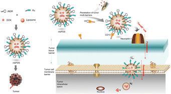 Graphical abstract: Multibarrier-penetrating drug delivery systems for deep tumor therapy based on synergistic penetration strategy