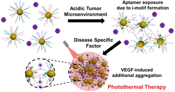 Graphical abstract: Transformation of nanoparticles via the transition of functional DNAs responsive to pH and vascular endothelial growth factor for photothermal anti-tumor therapy