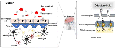 Graphical abstract: Nanotechnology-based delivery of therapeutics through the intranasal pathway and the blood–brain barrier for Alzheimer's disease treatment