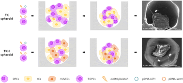 Graphical abstract: Optimization of hair follicle spheroids for hair-on-a-chip