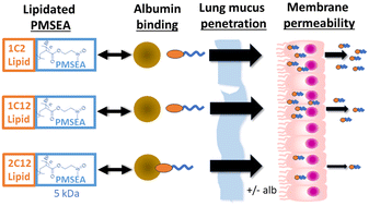 Graphical abstract: Lipid sulfoxide polymers as potential inhalable drug delivery platforms with differential albumin binding affinity