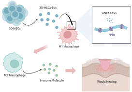 Graphical abstract: Extracellular vesicles produced by 3D cultured MSCs promote wound healing by regulating macrophage activation through ANXA1