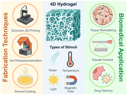 Graphical abstract: 4D hydrogels: fabrication strategies, stimulation mechanisms, and biomedical applications