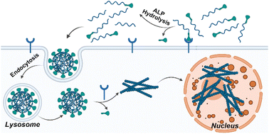 Graphical abstract: Intranuclear assembly of leucine-rich peptides for selective death of osteosarcoma cells