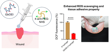 Graphical abstract: Enhanced ROS scavenging and tissue adhesive abilities in injectable hydrogels by protein modification with oligoethyleneimine