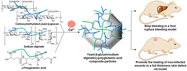 Graphical abstract: Fabrication of yeast β-glucan/sodium alginate/γ-polyglutamic acid composite particles for hemostasis and wound healing