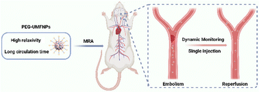 Graphical abstract: Ultrasmall catechol-PEG-anchored ferrite nanoparticles for highly sensitive magnetic resonance angiography