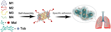 Graphical abstract: Tobramycin-mediated self-assembly of DNA nanostructures for targeted treatment of Pseudomonas aeruginosa-infected lung inflammation