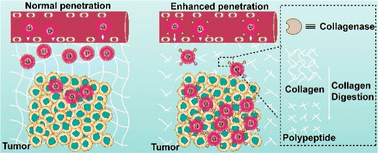Graphical abstract: Enhancing the tumor penetration of multiarm polymers by collagenase modification