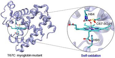 Graphical abstract: Self-oxidation of cysteine to sulfinic acid in an engineered T67C myoglobin: structure and reactivity