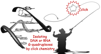 Graphical abstract: The multivalent G-quadruplex (G4)-ligands MultiTASQs allow for versatile click chemistry-based investigations