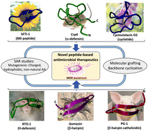 Graphical abstract: Resistance is futile: targeting multidrug-resistant bacteria with de novo Cys-rich cyclic polypeptides