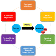 Graphical abstract: Chemical probes and methods for the study of protein arginine methylation