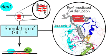 Graphical abstract: Conservation of the insert-2 motif confers Rev1 from different species with an ability to disrupt G-quadruplexes and stimulate translesion DNA synthesis