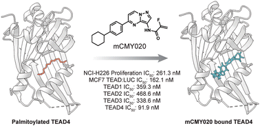 Graphical abstract: A covalent inhibitor of the YAP–TEAD transcriptional complex identified by high-throughput screening