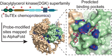 Graphical abstract: Predicting small molecule binding pockets on diacylglycerol kinases using chemoproteomics and AlphaFold