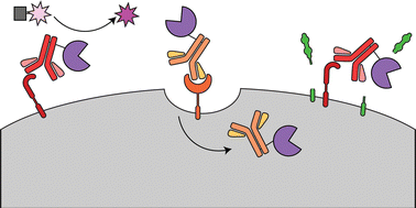 Graphical abstract: Bringing enzymes to the proximity party