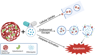 Graphical abstract: Cationic dextrin nanoparticles for effective intracellular delivery of cytochrome C in cancer therapy