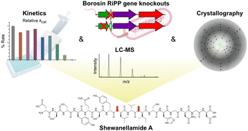 Graphical abstract: RiPP enzyme heterocomplex structure-guided discovery of a bacterial borosin α-N-methylated peptide natural product
