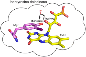 Graphical abstract: The 2′-hydroxy group of flavin mononucleotide influences the catalytic function and promiscuity of the flavoprotein iodotyrosine dehalogenase