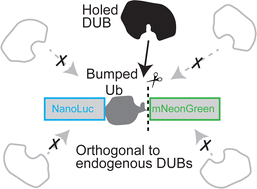 Graphical abstract: A strategy for orthogonal deubiquitination using a bump-and-hole approach