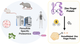Graphical abstract: Mining proteomes for zinc finger persulfidation