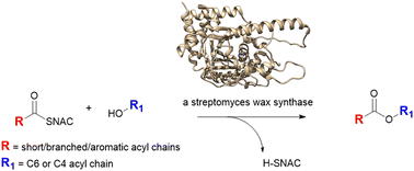 Graphical abstract: Exploring a Streptomyces wax synthase using acyl-SNACs as donor substrates