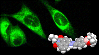Graphical abstract: Fluorescent naphthalimide boronates as theranostics: structural investigations, confocal fluorescence and multiphoton fluorescence lifetime imaging microscopy in living cells