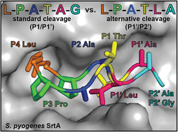 Graphical abstract: A unique binding mode of P1′ Leu-containing target sequences for Streptococcus pyogenes sortase A results in alternative cleavage