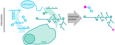 Graphical abstract: Monitoring host–pathogen interactions using chemical proteomics