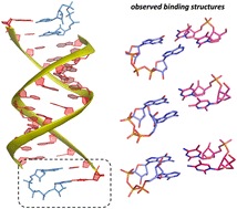 Graphical abstract: Insight into the structures of unusual base pairs in RNA complexes containing a primer/template/adenosine ligand