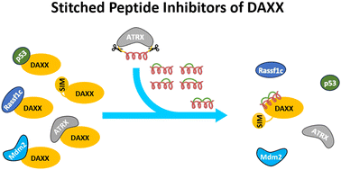 Graphical abstract: Stitched peptides as potential cell permeable inhibitors of oncogenic DAXX protein